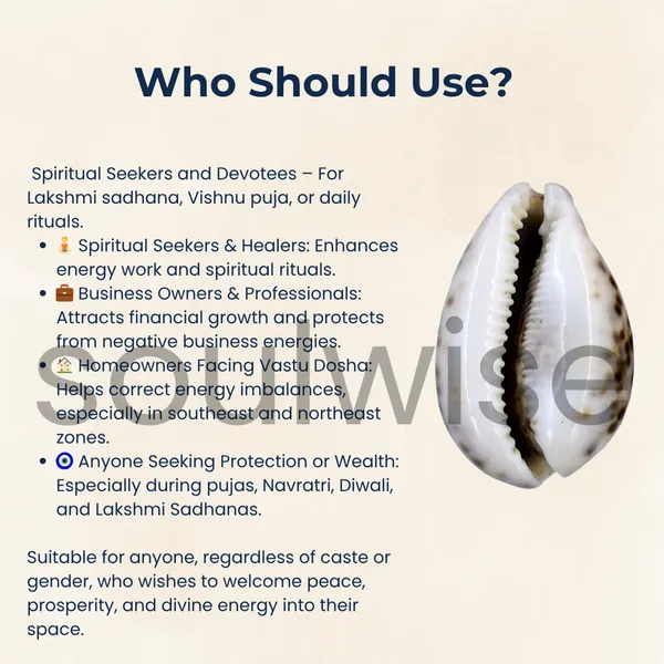 Tiger_Cowrie_Shell_Big_Size_Natural_Sea_Shell_For_Diwali_Vastu_Puja_Home_Decor_Original_Spotted_Cowrie_For_Lakshmi_Sadhana_Wealth_Rituals_Spiritual_Protection
