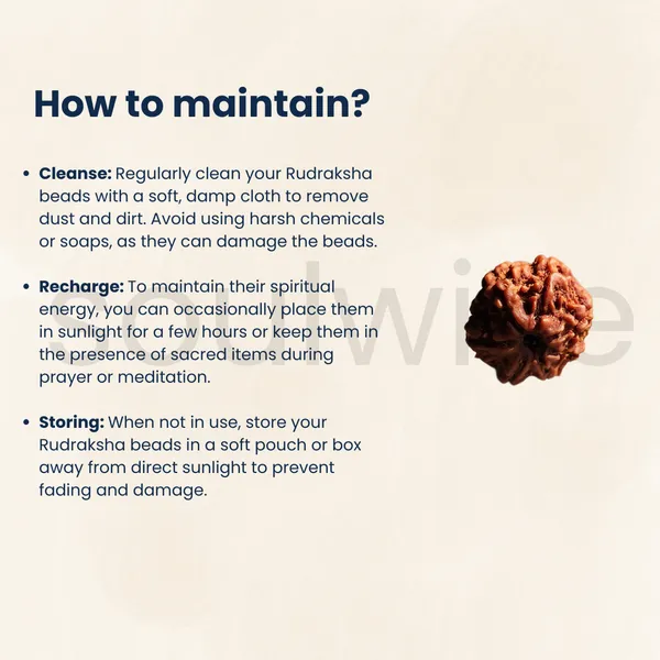 8_Mukhi_Nepali_Rudraksha_Bead_Certified_Natural_Ashta_Mukhi_Rudraksha_For_Obstacle_Removal_Success_Positive_Energy