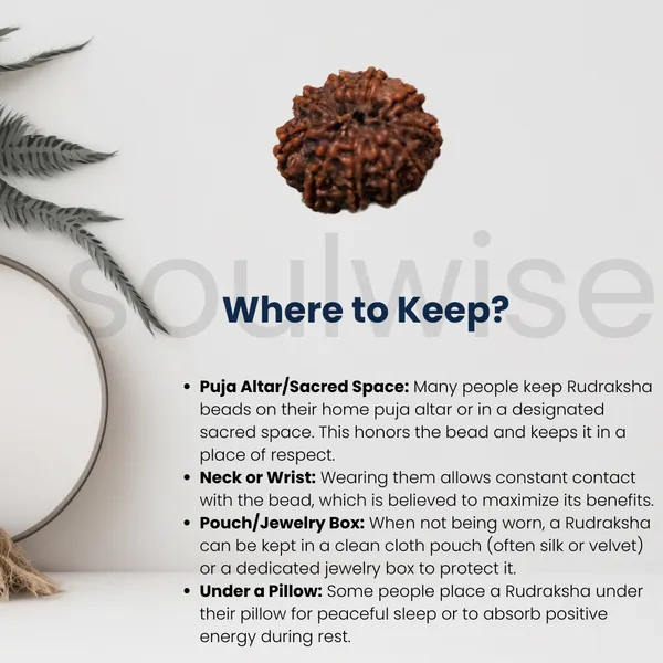 Natural_10_Mukhi_Face_Rudraksha_Nepal_Origin