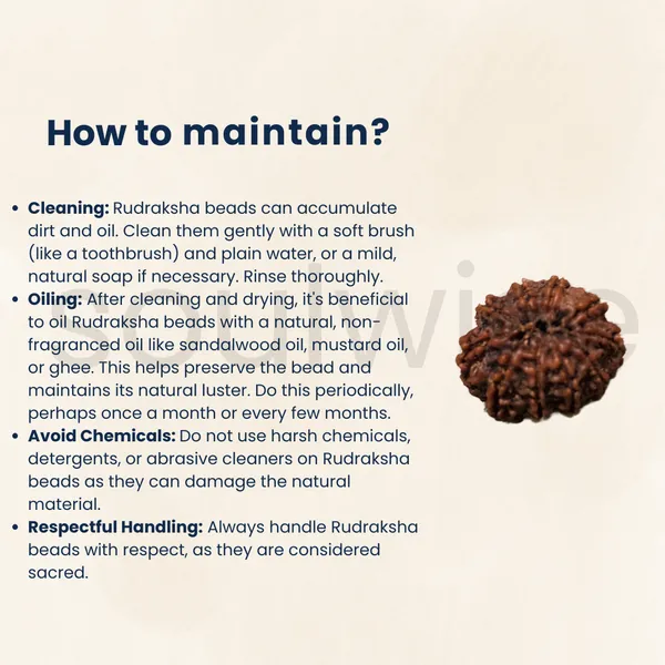 Natural_10_Mukhi_Face_Rudraksha_Nepal_Origin