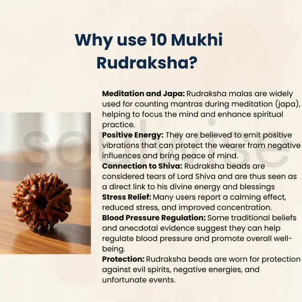 Natural_10_Mukhi_Face_Rudraksha_Nepal_Origin