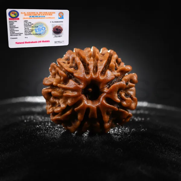 Natural_10_Mukhi_Face_Rudraksha_Nepal_Origin