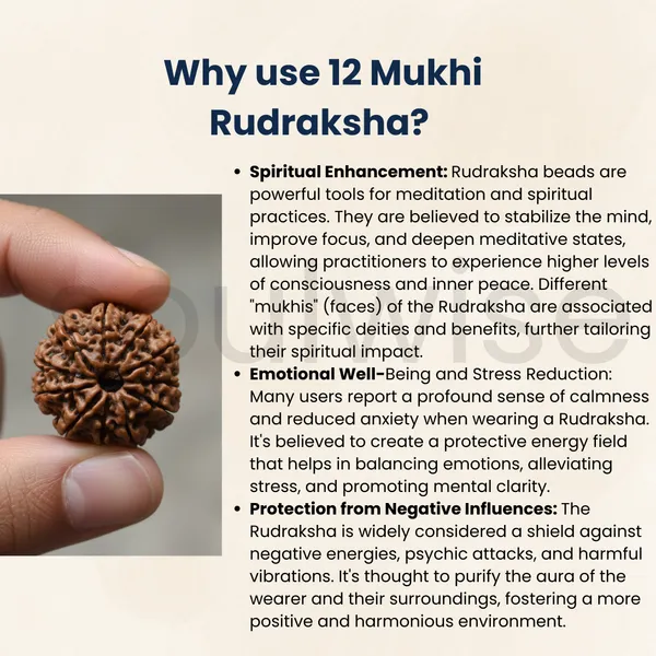 Natural_12_Mukhi_Rudraksha_Nepal_Origin_Twelve_Face_Rudraksha_For_Confidence_Leadership_Success_Certified_Energized