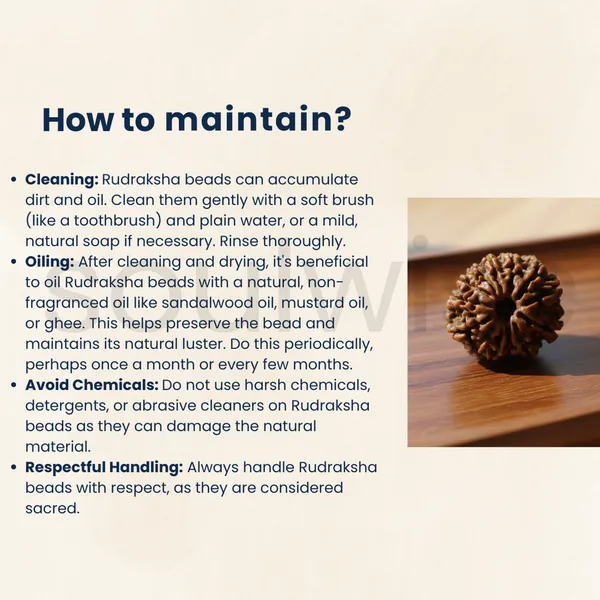 Natural_12_Mukhi_Rudraksha_Nepal_Origin_Twelve_Face_Rudraksha_For_Confidence_Leadership_Success_Certified_Energized