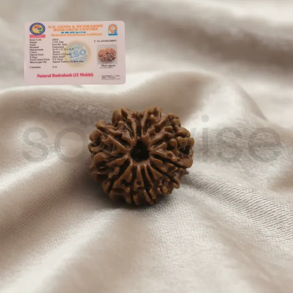 Natural_12_Mukhi_Rudraksha_Nepal_Origin_Twelve_Face_Rudraksha_For_Confidence_Leadership_Success_Certified_Energized