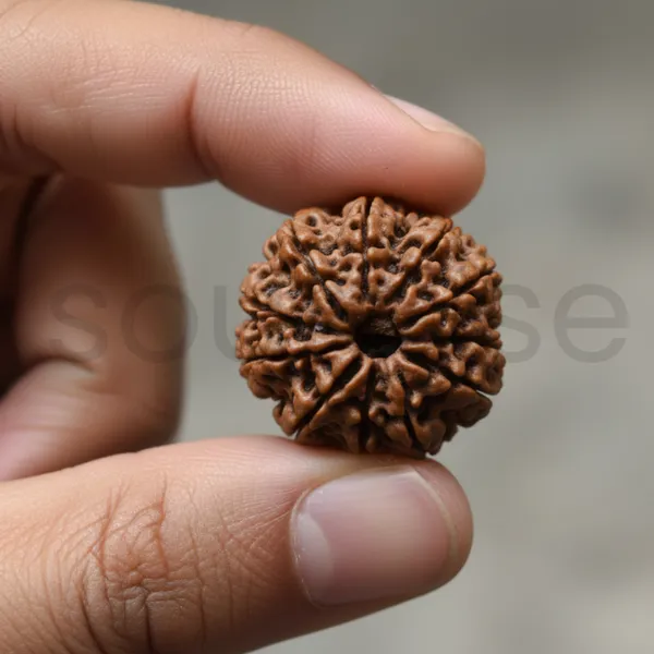 Natural_12_Mukhi_Rudraksha_Nepal_Origin_Twelve_Face_Rudraksha_For_Confidence_Leadership_Success_Certified_Energized