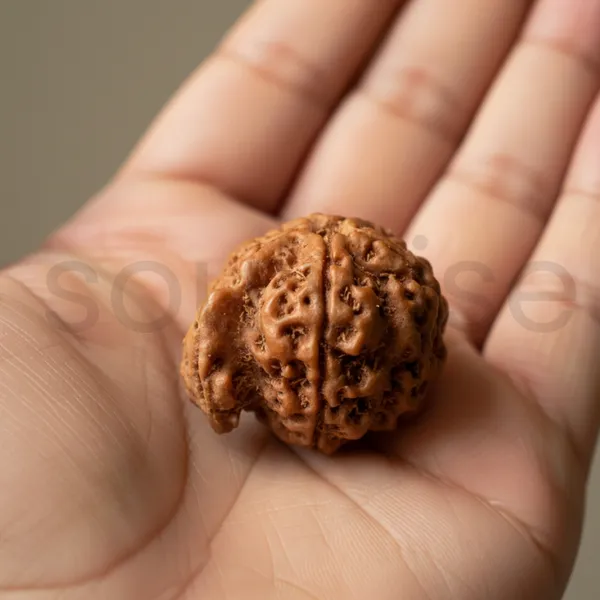 Natural_5_Mukhi_Ganesh_Rudraksha_Nepal_Origin_Panch_Mukhi_Rudraksha_For_Wisdom_Success_Prosperity_Energized_Ready_To_Wear