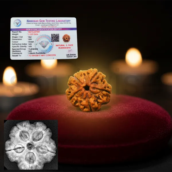 Natural_5_Mukhi_Rudraksha_Panch_Mukhi_Rudraksha_With_Lab_Certificate_X_Ray_Report