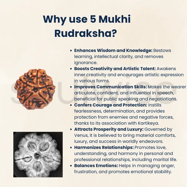Natural_5_Mukhi_Rudraksha_Panch_Mukhi_Rudraksha_With_Lab_Certificate_X_Ray_Report