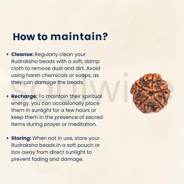 Natural_5_Mukhi_Rudraksha_Panch_Mukhi_Rudraksha_With_Lab_Certificate_X_Ray_Report