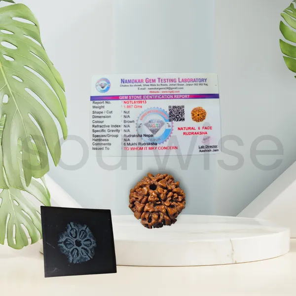 Natural_6_Mukhi_Rudraksha_Nepali_Medium_Size_Six_Face_Rudraksha_With_X_Ray_Report_Energized_Ready_To_Wear
