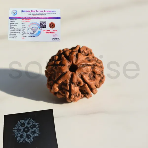 Natural_7_Mukhi_Rudraksha_Nepali_Medium_Size_Seven_Face_Rudraksha_With_X_Ray_Report_Energized_Ready_To_Wear