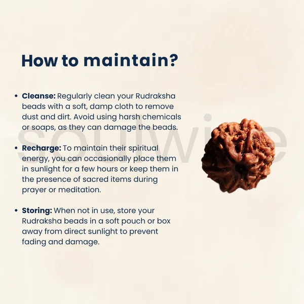 Natural_7_Mukhi_Rudraksha_Nepali_Medium_Size_Seven_Face_Rudraksha_With_X_Ray_Report_Energized_Ready_To_Wear
