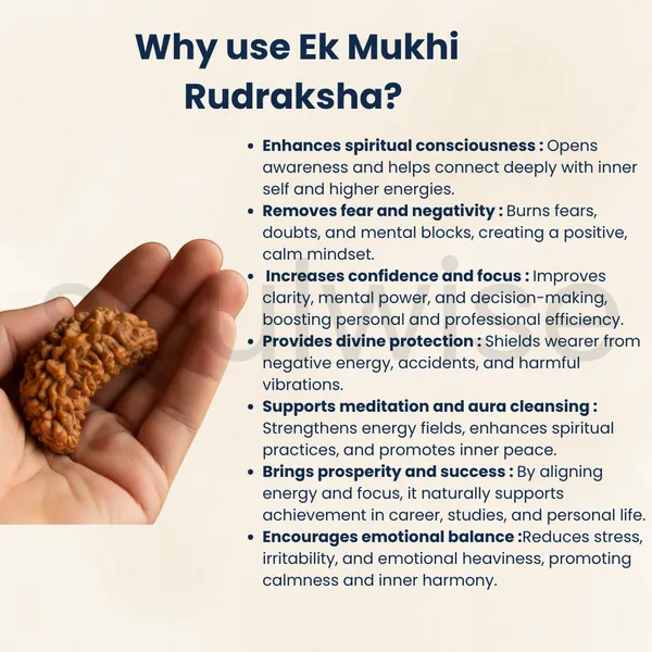 Natural_1_Mukhi_Rudraksha_Kaju_Shape_Ek_Mukhi_Rudraksha_For_Peace_Focus_Spiritual_Growth_Energized_Ready_To_Wear