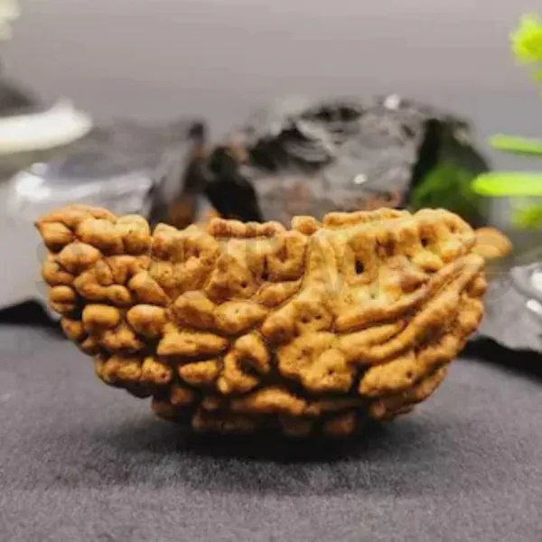 Natural_1_Mukhi_Rudraksha_Kaju_Shape_Ek_Mukhi_Rudraksha_For_Peace_Focus_Spiritual_Growth_Energized_Ready_To_Wear
