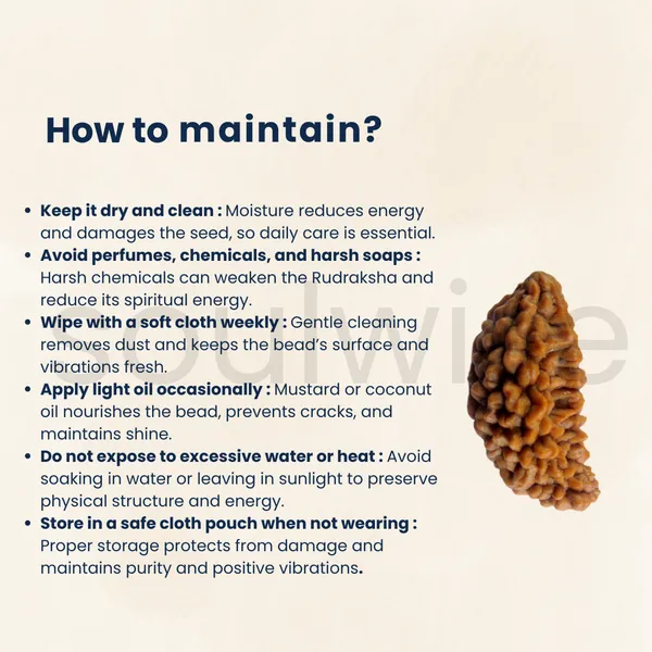 Natural_1_Mukhi_Rudraksha_Kaju_Shape_Ek_Mukhi_Rudraksha_For_Peace_Focus_Spiritual_Growth_Energized_Ready_To_Wear