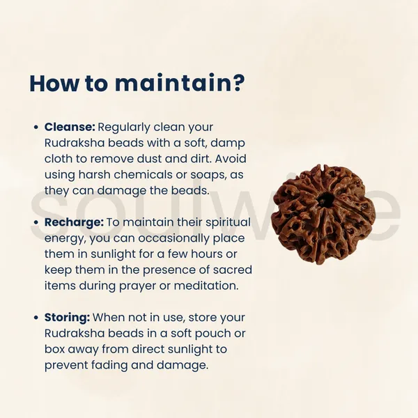 Soulwise_Premium_6_Mukhi_Nepali_Rudraksha_Natural_Lab_Certified_Energized_For_Harmony_Prosperity_Comes_In_Box_Medium_Size