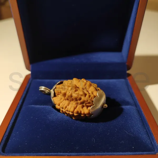 2_Mukhi_Nepali_Rudraksha_Silver_Pendant_Original_Do_Mukhi_Bead_For_Relationship_Harmony_Unity_Emotional_Balance_Without_Chain