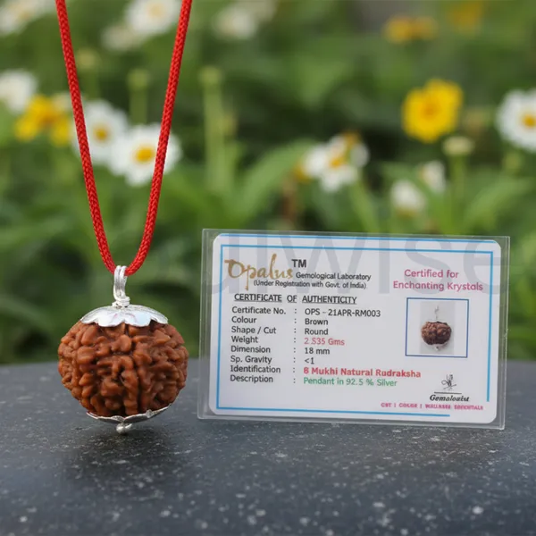 8_Mukhi_Indonesian_Rudraksha_Silver_Pendant_Certified_Natural_Ashta_Mukhi_Bead_For_Success_Obstacle_Removal_Positive_Energy_Unisex