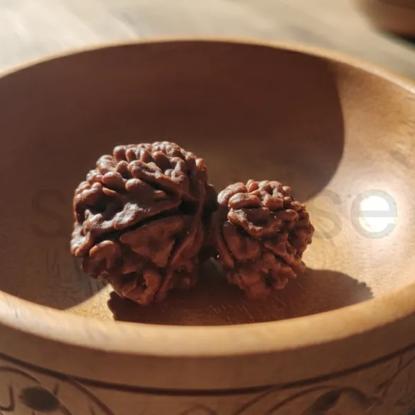 Rare_Antique_Collector_Garbh_Gauri_Rudraksha_Unique_Natural_Sacred_Bead_Premium_Grade