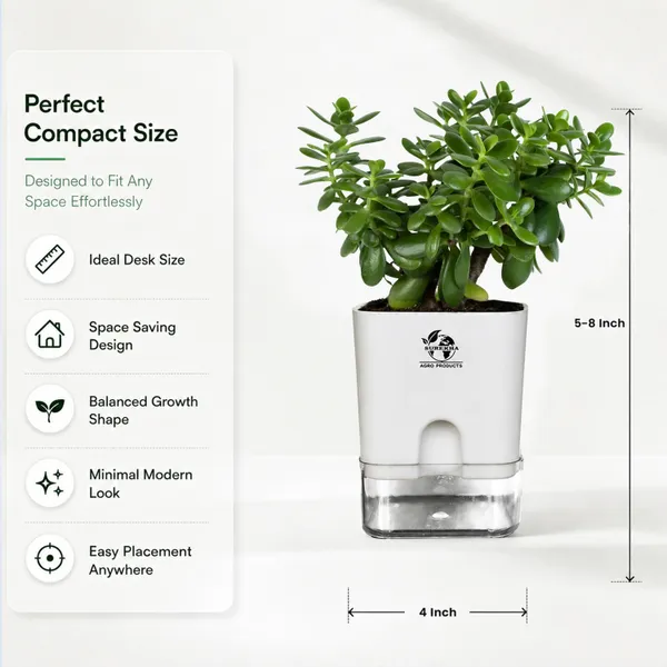 Jade_Plant_With_Self_Watering_Pot
