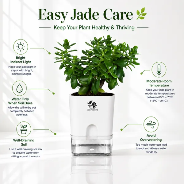 Jade_Plant_With_Self_Watering_Pot