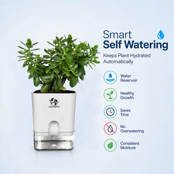 Jade_Plant_With_Self_Watering_Pot