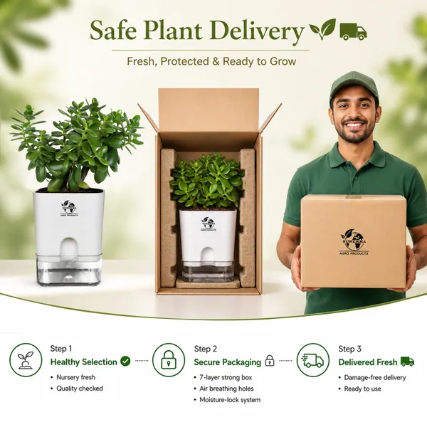 Jade_Plant_With_Self_Watering_Pot