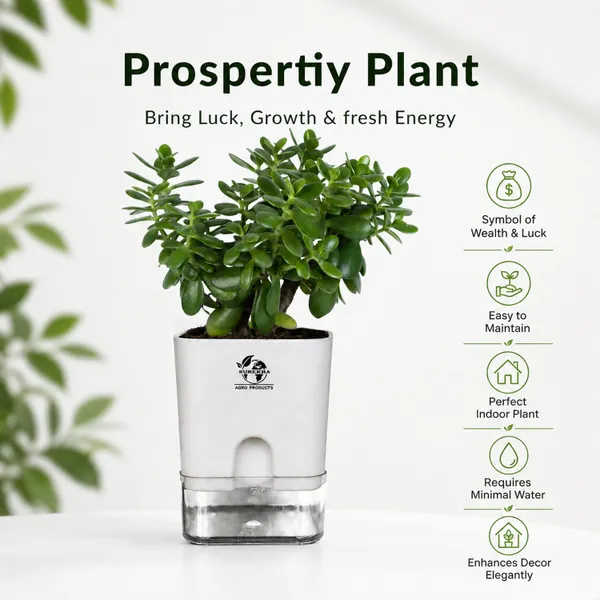Jade_Plant_With_Self_Watering_Pot