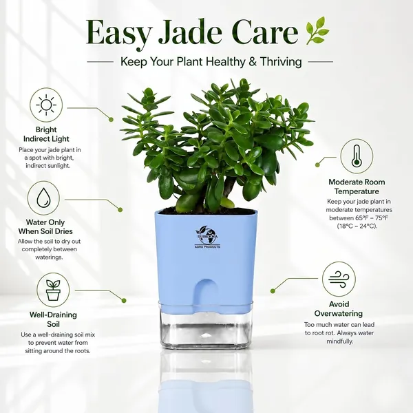 Jade_Plant_With_Self_Watering_Pot