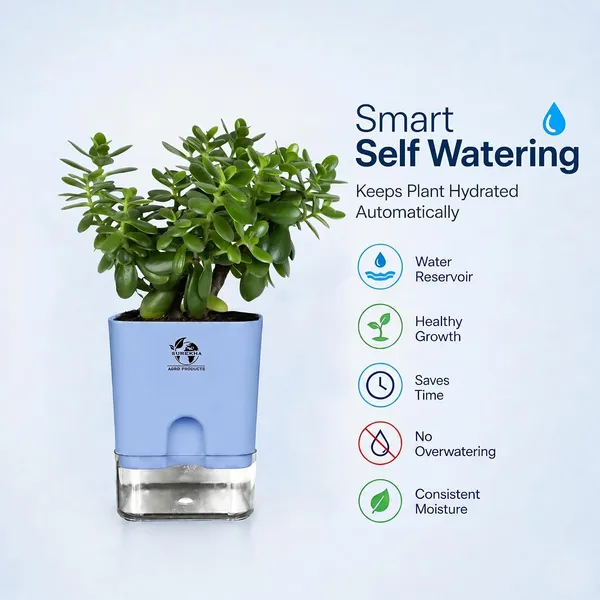 Jade_Plant_With_Self_Watering_Pot