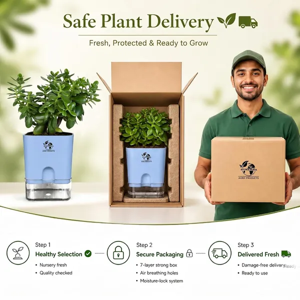 Jade_Plant_With_Self_Watering_Pot