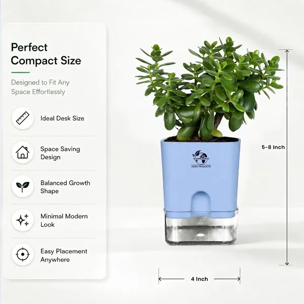 Jade_Plant_With_Self_Watering_Pot