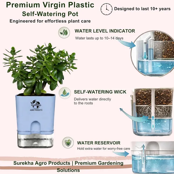 Jade_Plant_With_Self_Watering_Pot