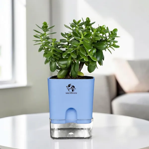 Jade_Plant_With_Self_Watering_Pot