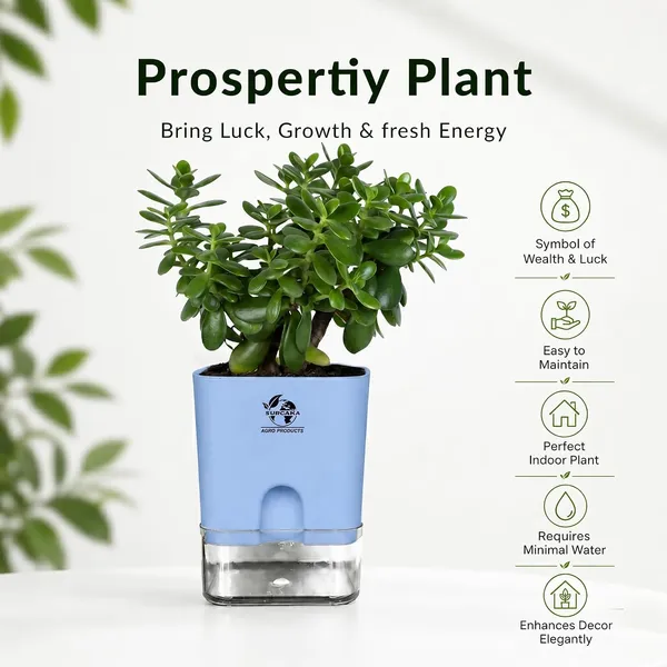 Jade_Plant_With_Self_Watering_Pot