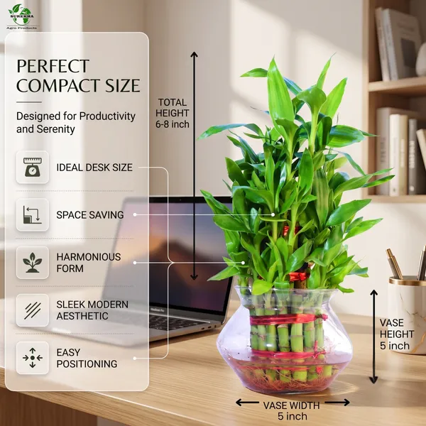 Lucky_Bamboo_Plant_-3_layer_In_Glass_Pot