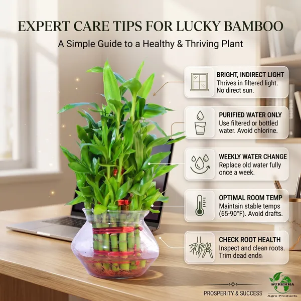 Lucky_Bamboo_Plant_-3_layer_In_Glass_Pot