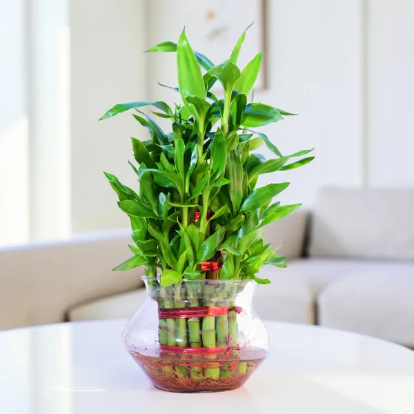Lucky_Bamboo_Plant_-3_layer_In_Glass_Pot