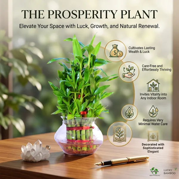 Lucky_Bamboo_Plant_-3_layer_In_Glass_Pot