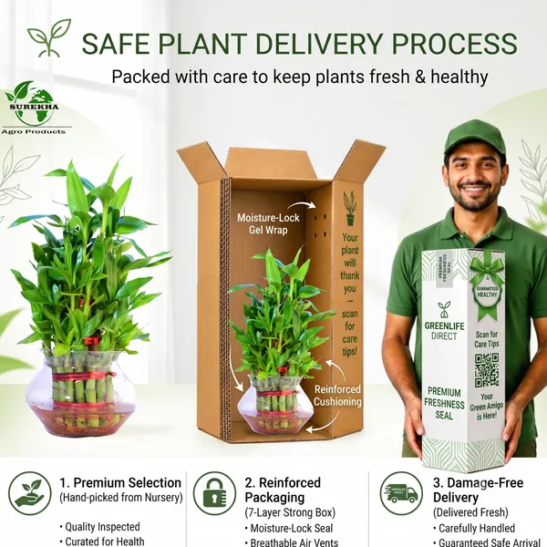 Lucky_Bamboo_Plant_-3_layer_In_Glass_Pot