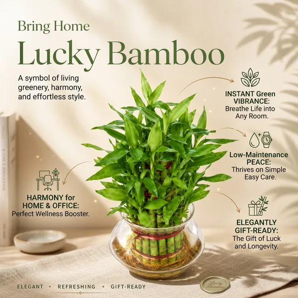Lucky_Bamboo_Plant_-3_layer_In_Glass_Pot