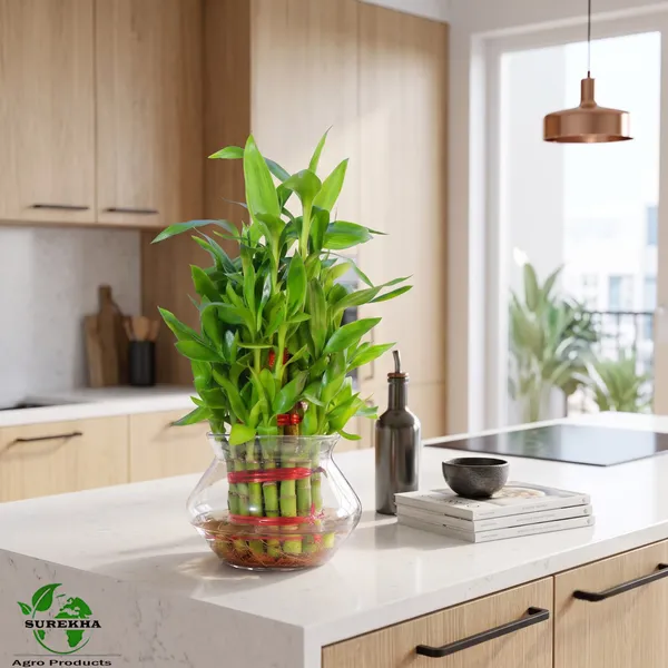 Lucky_Bamboo_Plant_-3_layer_In_Glass_Pot