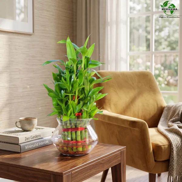 Lucky_Bamboo_Plant_-3_layer_In_Glass_Pot