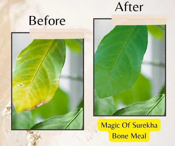 Bone_Meal_Fertilizer_2Kg