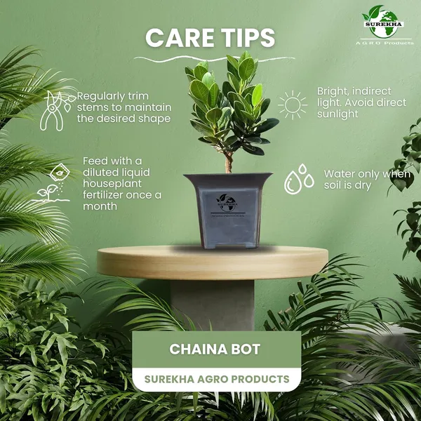 Ficus_Bonsai_Plant_With_Pot_-_Pack_Of_4