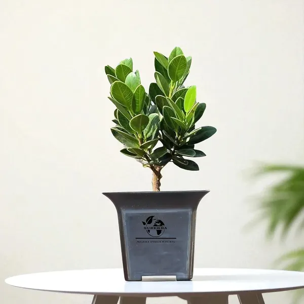 Ficus_Bonsai_Plant_With_Pot_-_Pack_Of_4