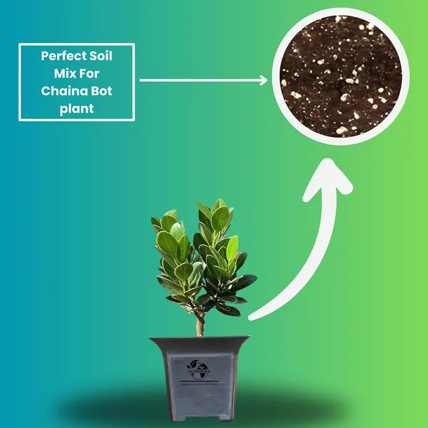 Ficus_Bonsai_Plant_With_Pot_-_Pack_Of_4