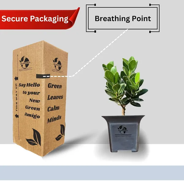 Ficus_Bonsai_Plant_With_Pot_-_Pack_Of_4