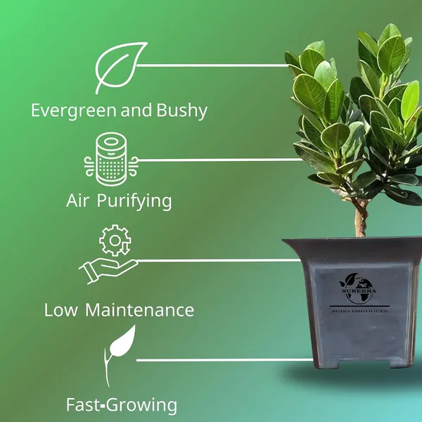 Ficus_Bonsai_Plant_With_Pot_-_Pack_Of_4